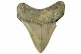 Bargain, Fossil Megalodon Tooth - North Carolina #295077-1